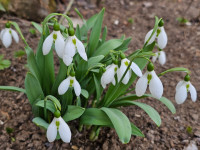 /album/rarity-a-novinky-2026-predjari/galanthus-elwesii-iris-kneisel3-jpg/